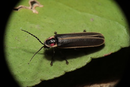 Free Insect Nature photo and picture