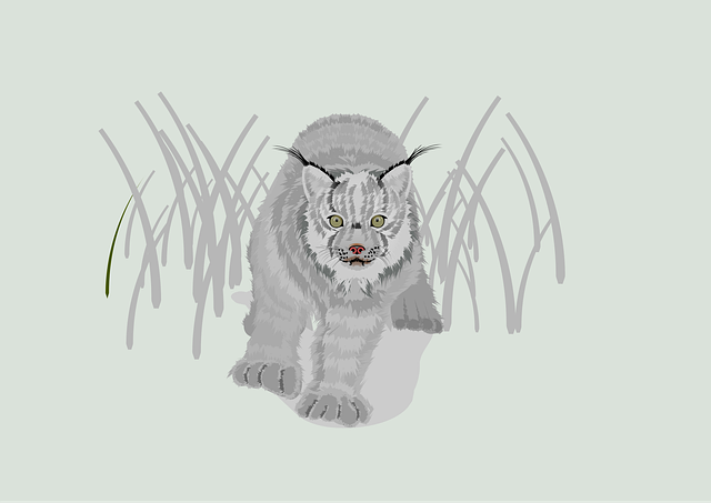 Luchs, Katze, Wild, Rotluchs, Natur