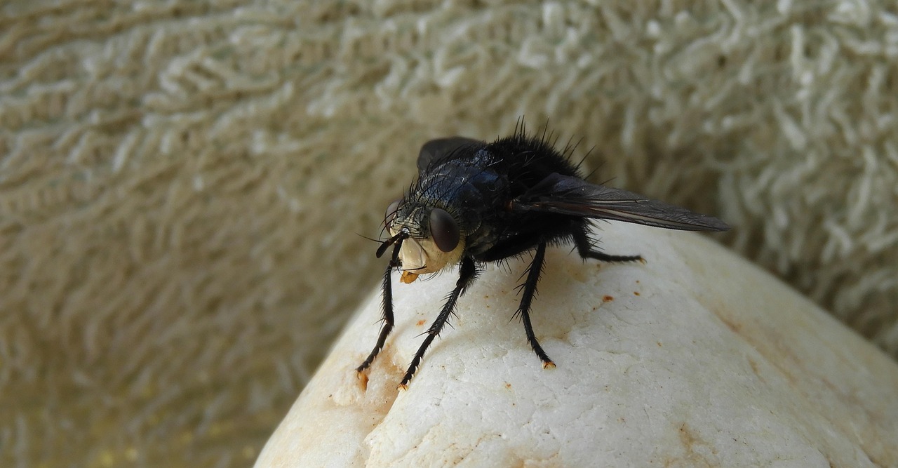 Nature Insect Fly - Free photo on Pixabay - Pixabay