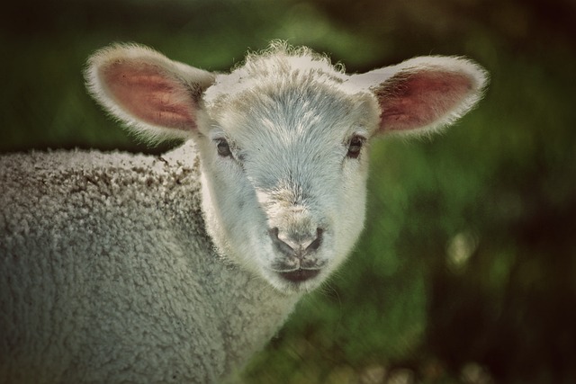 Free Lamb Sheep photo and picture