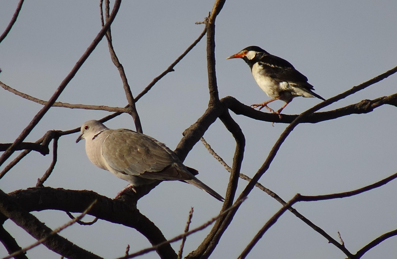 鳥 鳩 シラコバト Pied - Pixabayの無料写真 - Pixabay