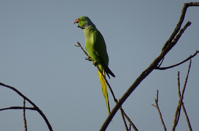 Free Bird Parakeet photo and picture