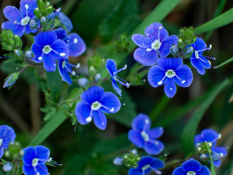 Veronica Bloom Plant Free photo on Pixabay