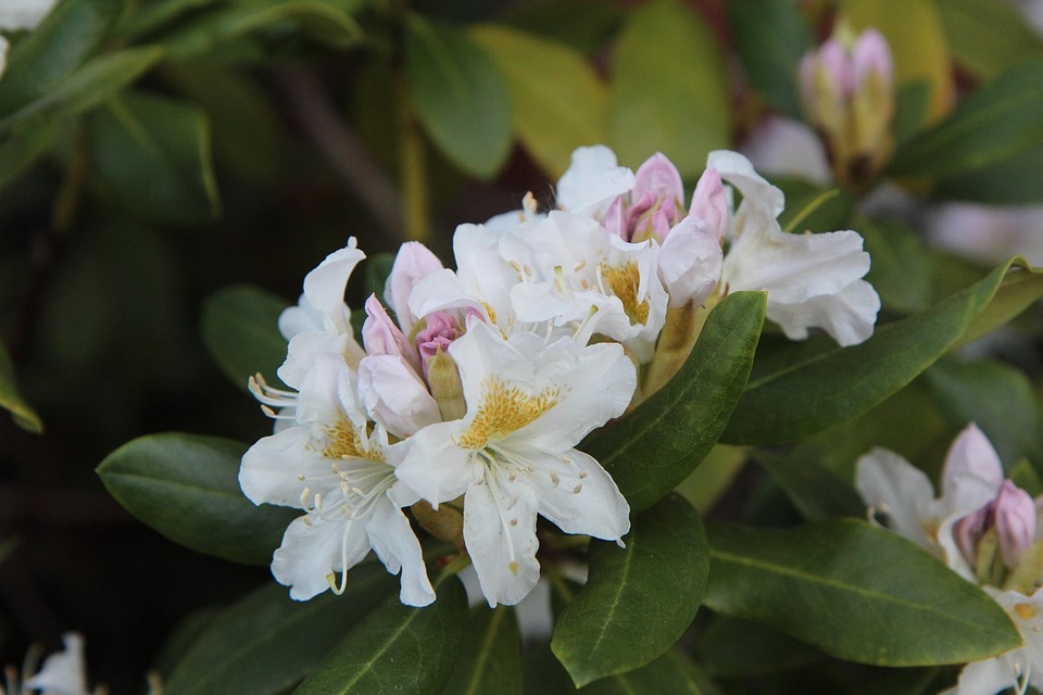 Rhododendron White - Free photo on Pixabay