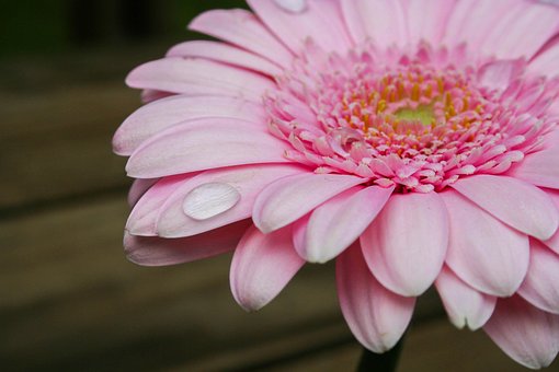 Blume, Rosa, Blumen, Blumen Hintergrund