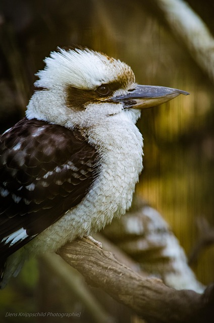 Free Laughing Hans Bird photo and picture