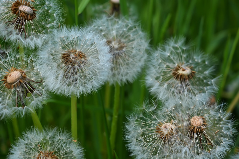 Pissenlits Le Printemps Fleurs Photo gratuite sur Pixabay — free download