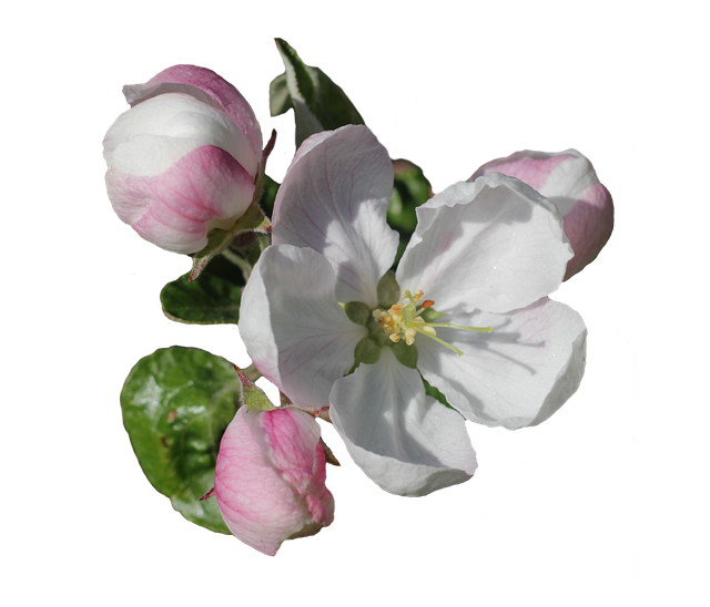 Free apple blossom blossom blossoming illustration