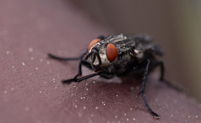 Free Fly Animal photo and picture
