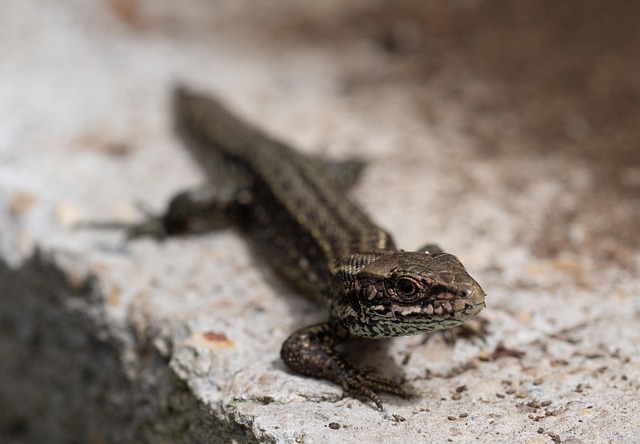 Free Lizard Fauna photo and picture
