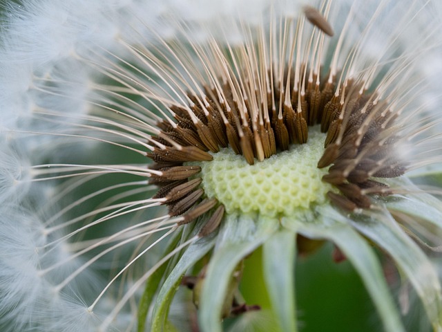 Free Dandelion Flora photo and picture