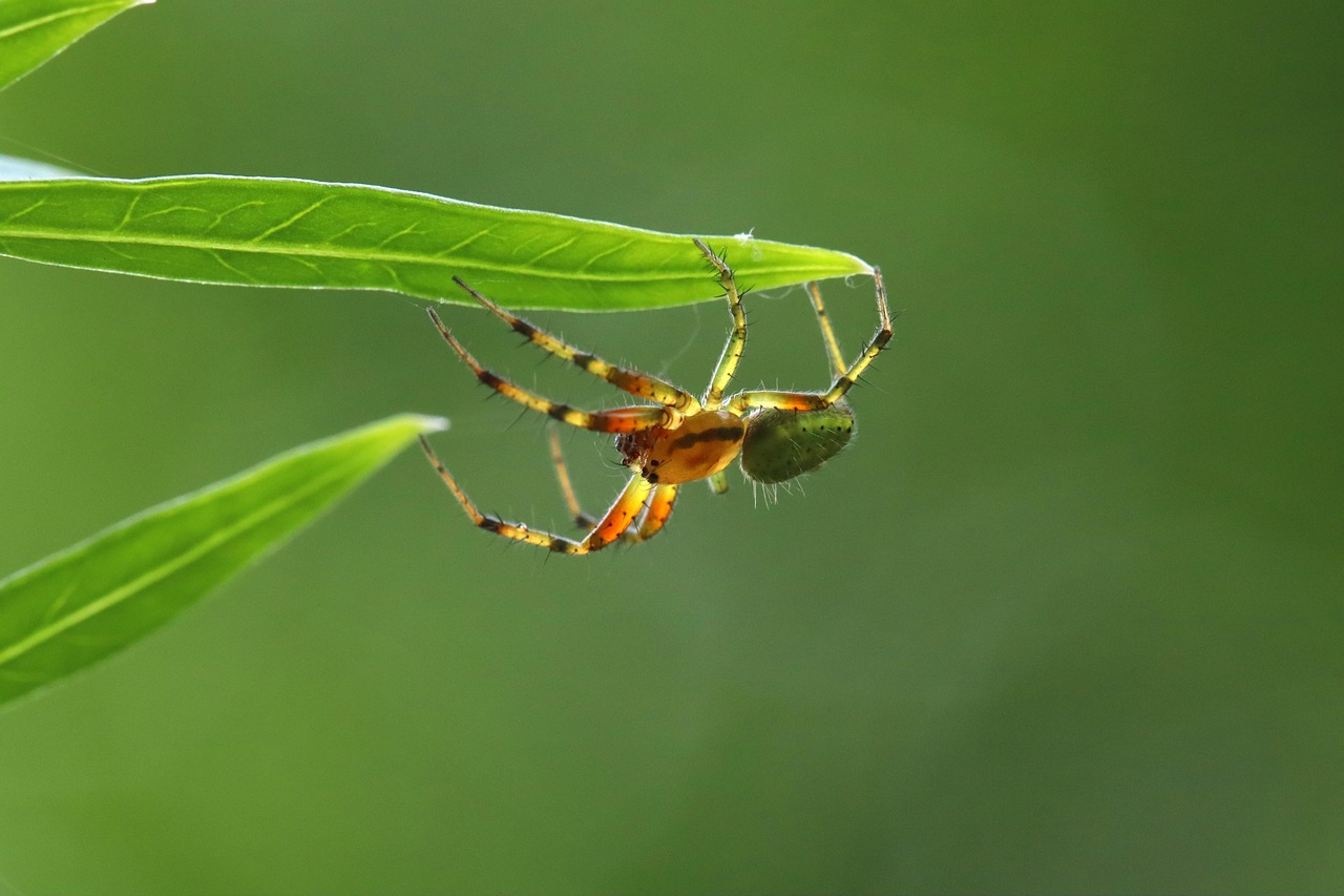 Aranha Pepino Verde - Foto gratuita no Pixabay