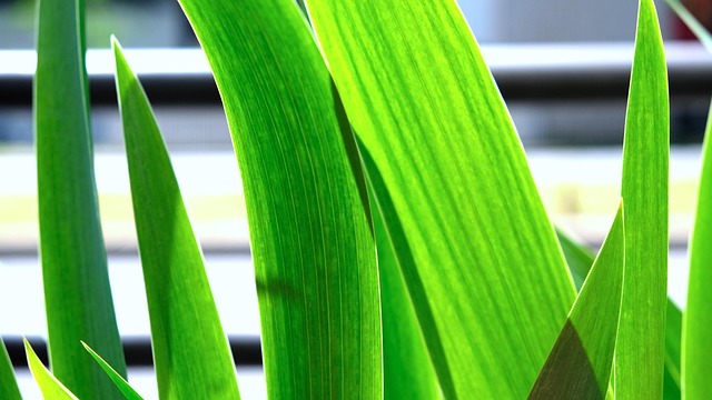 Grün, Blumentapete, Klinge, Natur, Gras