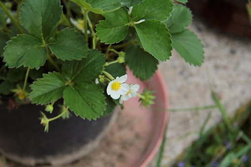 Morangos, Planta, Envasado, Morango