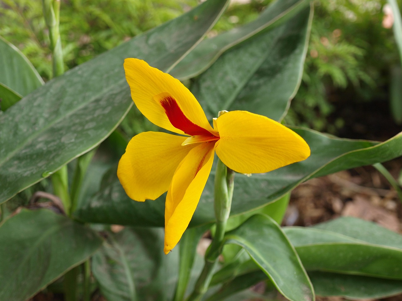 canna lily, yellow, garden, plant, lily, tropical, nature, canna lily, canna lily, canna lily, canna lily, canna lily