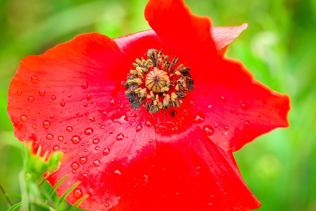 Poppy Mother'S Day Spring - Free photo on Pixabay