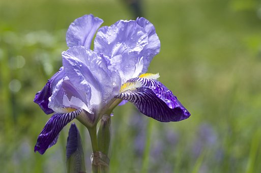 Iris, Lilie, Schwerlilie, Blau, Violett