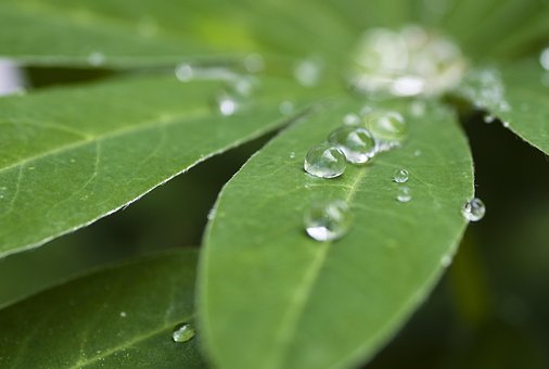 Lupine, Blätter, Regen, Tropfen, Natur