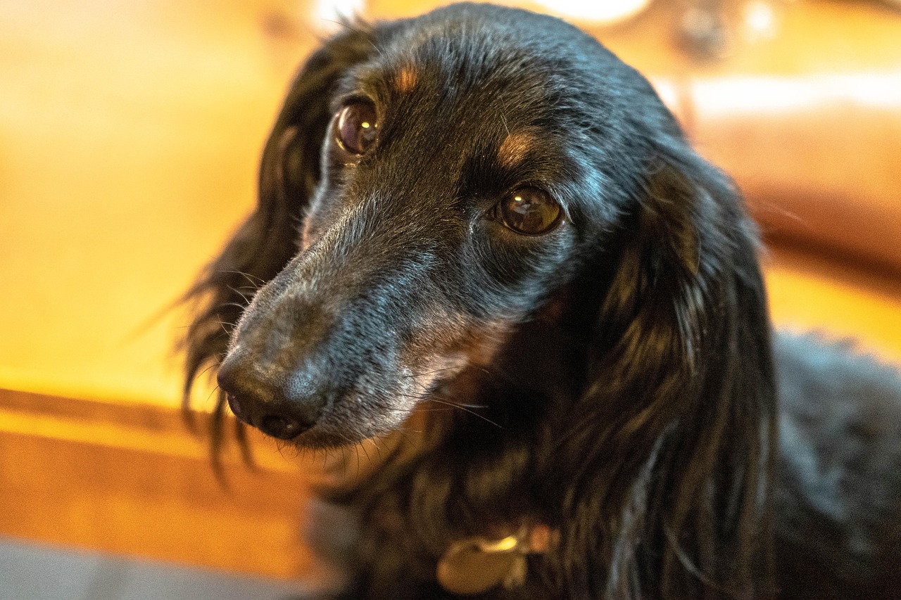 犬 ペット 可愛い - Pixabayの無料写真 - Pixabay