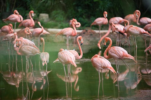 Oiseau, Flamant, L'Eau, Plumage, Famille