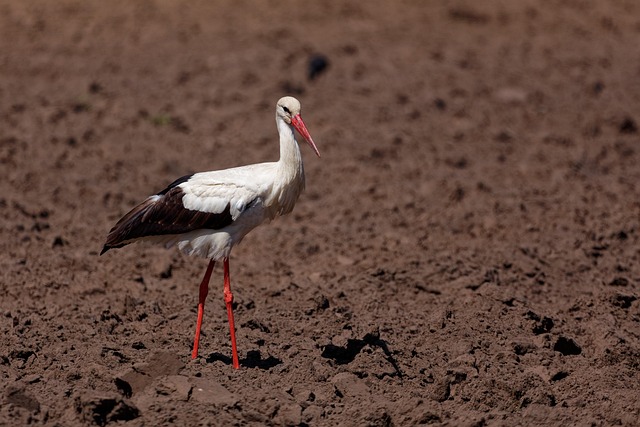 Stork, Fugl, Sort Og Hvid