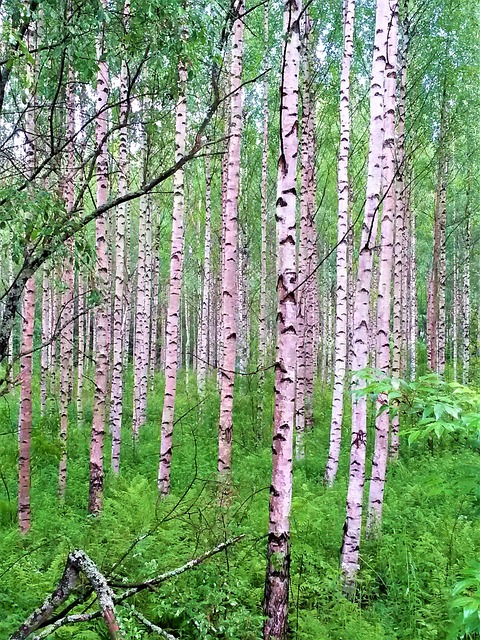 Birk, Birke, Træ, Skov, Underskov