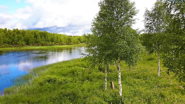 Flod, Natur, Birk, Finland, Lapland