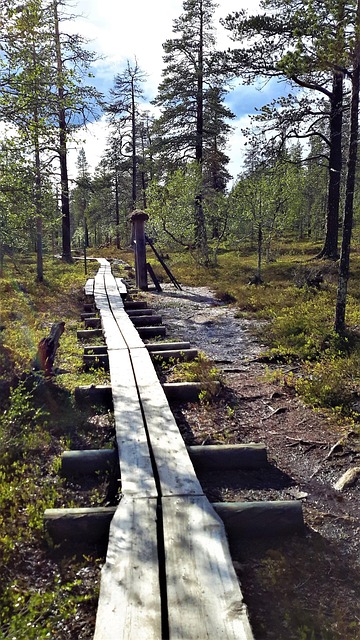 Lange Træer, Lapland, Finland, Natur
