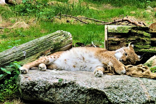 Lynx, Dyr, Kat Dyr, Natur, Kalkun, Zoo