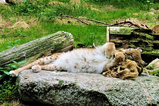 Lynx, Dyr, Feline, Zoo, Pattedyr, Kat