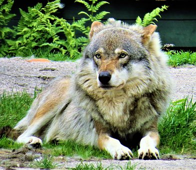 Wolf, Dyr, Pattedyr, Zoo, Rovdyr, Natur