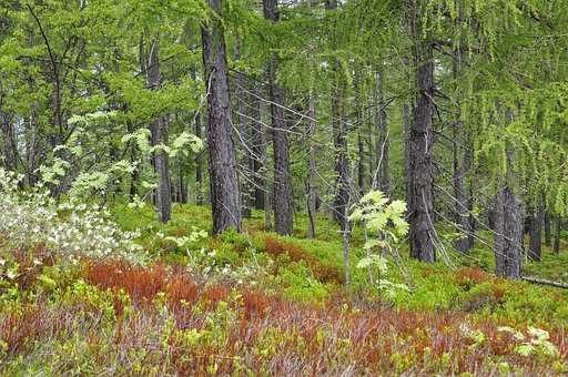 Free Forest Flowers photo and picture