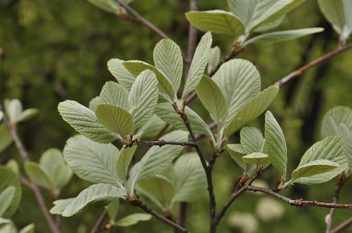 Free Leaves Spring photo and picture