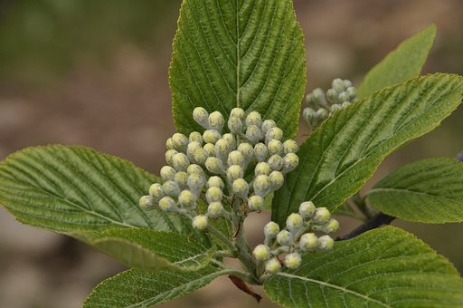 Free Flowers Nature photo and picture