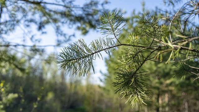 Free Needles Nature photo and picture
