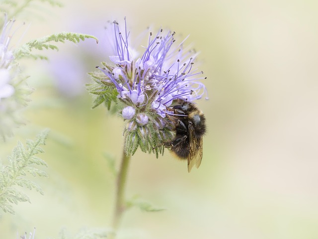 Free Wildflower Tansy Phacelia photo and picture
