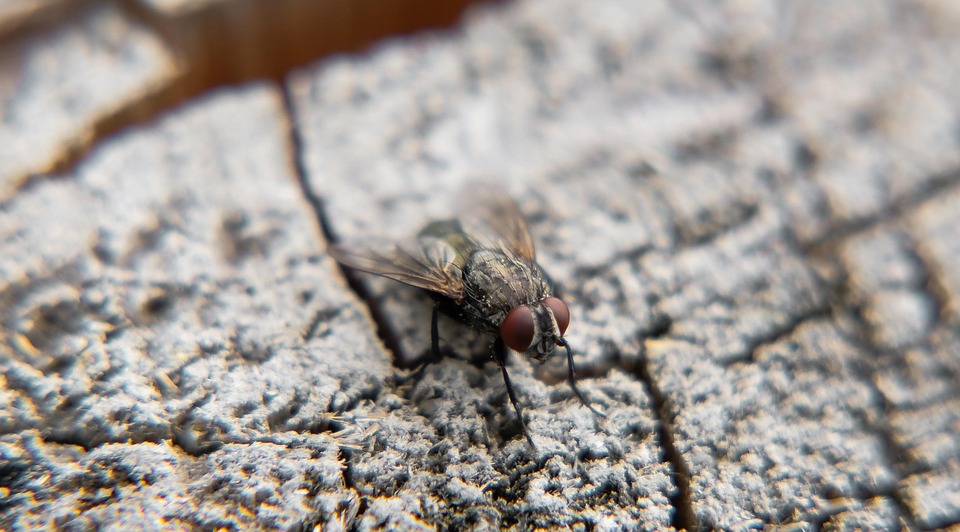 Insect Mucha Spring - Free photo on Pixabay - Pixabay