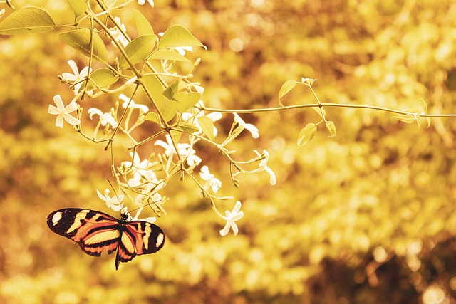 Free Butterfly Nature photo and picture