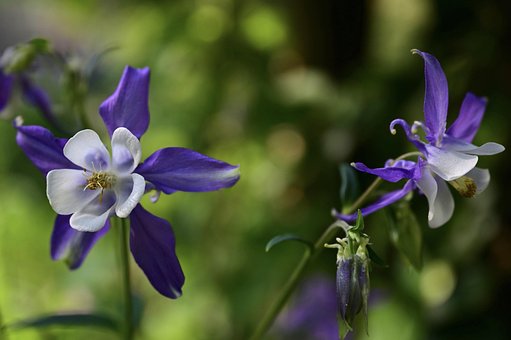 100以上の無料オダマキの花 花画像