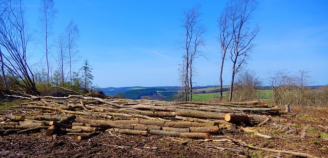 nature, forestry, deforestation, wood, trees, trunks, forest floor, deforestation, deforestation, deforestation, deforestation, deforestation