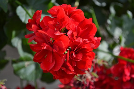 Free Flower Garden photo and picture