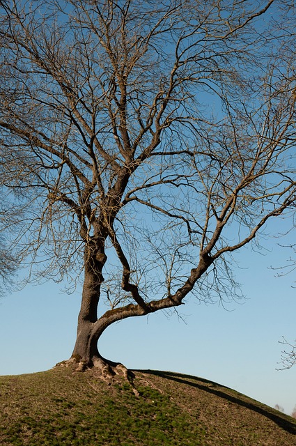 Alleen, Boom, Landschap, Stemming
