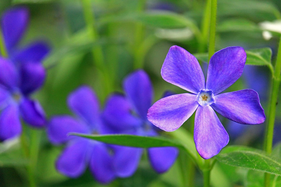 Sempreverde Blu Pervinca Verde Foto Gratis Su Pixabay
