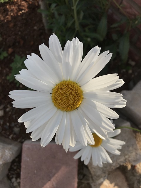 Free Daisy Nature photo and picture