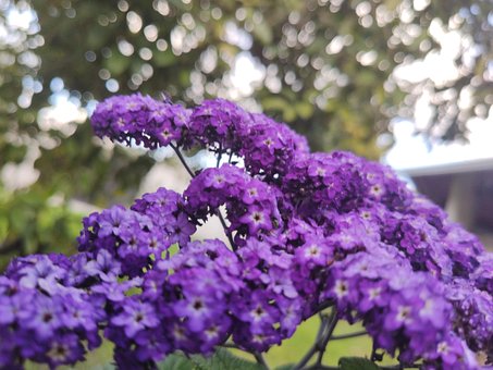 Blomst, Lilla, Natur