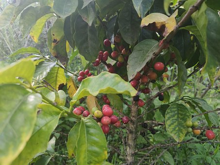 Kaffe, Natur, Planter