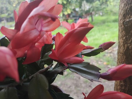Blomst, Natur, Rød
