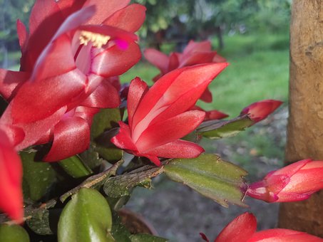Blomst, Planter, Natur