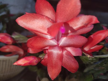 Blomst, Planter, Natur