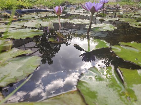 Lotus, Natur, Blomst